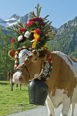 Mittersill Pfarrkirche Herbst (c) AdobeStock_120889549
